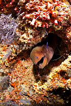 Giant moray (Gymnothorax javanicus) with Rock shrimp, Urocaridella sp. , Maldives, Indian Ocean