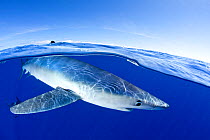 Split image of Blue shark (Prionace glauca) close to the surface, Pico Island, Azores, Portugal, Atlantic Ocean, July