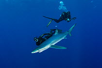 Free diver and underwater photographer with Blue shark (Prionace glauca) Pico Island, Azores, Portugal, Atlantic Ocean, July