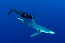Free diver with Blue shark (Prionace glauca) Pico Island, Azores, Portugal, Atlantic Ocean, July. No release available.