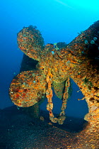 Propeller of Viana wreck, a vessel set on fire in the Horta harbour. In attempt to contain the fire, the boat was sunk there. After a few months, the vessel was mended to float and transported to the...
