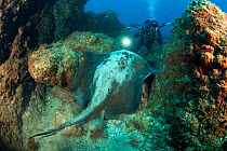 Scuba diver photographing Round Stingray (Taeniura grabata) Pico Island, Azores, Portugal, Atlantic Ocean