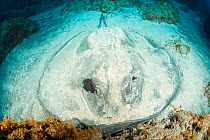 Round Stingray (Taeniura grabata) covered in sand,  probably pregnant female, Pico Island, Azores, Portugal, Atlantic Ocean