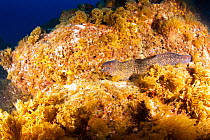 Mediterranean moray (Muraena helena) Princess Alice Bank, Pico Island, Azores, Portugal, Atlantic Ocean