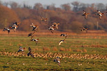 Wigeon (Anas penelope) flock taking flight. Buckenham Marshes RSPB, Norfolk, UK, November.