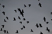Rook (Corvus frugilegus) flock in flight. Buckenham Marshes RSPB, Norfolk, UK, November.