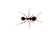 A small ant, Heraklion, Crete, Greece meetyourneighbours.net project