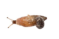 Woodlouse on land snail (Mastus sp.), Heraklion, Crete, Greece meetyourneighbours.net project