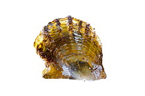 Atlantic pearl-oyster (Pinctada imbricata radiata), Crete, meetyourneighbours.net project