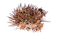 Purple sea urchin (Paracentrotus lividus) beached, Crete, meetyourneighbours.net project