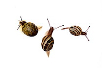 Three different species of garden snails, Common garden snail (Helix / Cantareus aspersus), White garden snail (Theba pisana) Heraklion, Crete, Greece meetyourneighbours.net project
