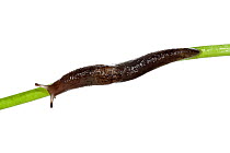 The Yellow slug (Limax flavus) crawling on a plant, Heraklion, Crete, Greece meetyourneighbours.net project