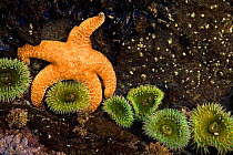 Ochre sea star (Pisaster ochraceus) and sea anemones. Olympic National Park. Washington, USA, July.