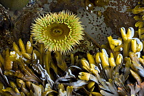Tide pool with an anemone (Anthopleura xanthogrammica) and Pacific rockweed (Fucus distchus) in Olympic National Park. Washington, USA, July.