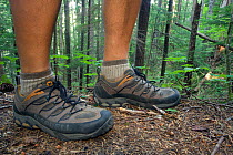 Hiker's feet in walking boots  on the Observation Peak Trail #132 in the Trapper Creek Wildernes. Washington, USA, August 2011. Model released.