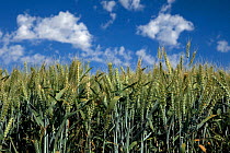 Barley field in Eastern Washington. Washington, USA, August.