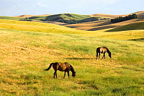 Horses (Equues caballus) grazing in open landscape. Columbia County - Eastern Washington. Washington, USA, August.