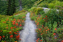 Boundary Trail #1 below Norway Pass in Mount St Helens National Volcanic Monument. Washington, USA, August 2011.