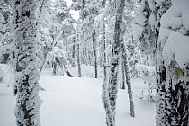 Snow covered trees. Hurricane Ridge in Olympic National Park. Washington, USA, February 2012.