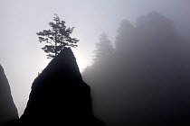 Trees and sea stacks silhouetted in fog at Point of the Arches in Olympic National Park. Washington, USA, August 2012.