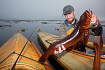 Luke Johanson with a ling Cod (Gadus sp.) caught fishing from a kayak in the Strait of Juan De Fuca near Seal and Sail Rocks. Washington, USA, August 2012.