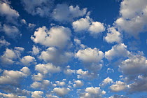 Cumulus clouds. Washington, USA, August.