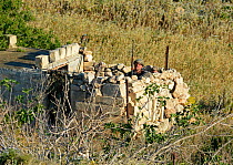 Hunters in shooting butt hunting Turtle Doves (Streptopelia turtur) with live decoy on pole to left of the people, during BirdLife Malta Springwatch Camp, Malta April 2013