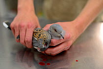 Turtle Dove (Streptopelia turtur) illegally shot, held in hands, at vets, BirdLife Malta Springwatch Camp, Malta, April 2013