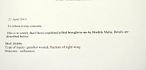 Letter from vet certifying inspection of illegally shot Hobby (Falco subbuteo), BirdLife Malta Springwatch Camp April 2013
