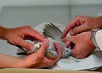 Turtle Dove (Streptopelia turtur) shot and wounded being inspected at vets during BirdLife Malta Springwatch Camp, Malta, April 2013