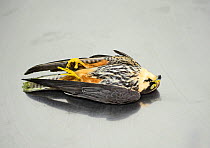Dead Hobby (Falco subbuteo) shot illegally, during BirdLife Malta Springwatch Camp, Malta April 2013