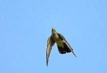 Common Cuckoo (Cuculus canorus) male in flight, Norfolk