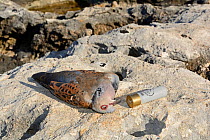 Turtle Dove (Streptopelia turtur) shot by hunter, during BirdLife Malta Springwatch Camp, Malta, April 2013