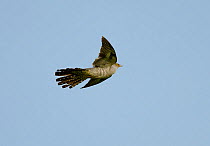 Cuckoo (Cuculus canorus) calling, Norfolk May