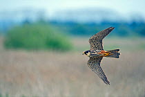 Hobby (Falco subbuteo) hunting over reedbed at Lakenheath Fen RSPB Reserve, Norfolk / Suffolk border, May