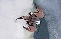 Pintail (Anas acuta) male in icy water viewed from above, Hokkaido, Japan winter