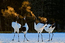 Red-crowned Cranes (Grus japonensis) displaying at dawn Hokkaido, Japan, February. Did you know? Red crowned cranes mate for life.