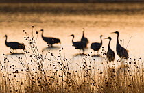 Sandhill Cranes (Grus canadensis) on roosting pond Bosque del Apache, New Mexico, USA, January