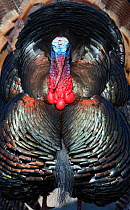 Wild Turkey (Meleagris gallopavo) Nebraska, USA, April