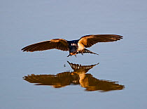 Barn Swallow (Hirundo rustica) about to pluck fly from surface of pool, Cley, Norfolk, August