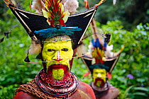 Timan Thumbu Huli Wigman from Tari Southern Highlands Papua New Guinea. Feathers and plumes in head dress include breast shield of Superb Bird of Paradise, Papuan Lorikeet, Lesser Bird of Paradise, Ri...