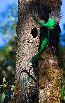 Resplendent Quetzal (Pharomachrus mocinno) male bringing wild avocado to feed young at nest Central Highlands, Costa Rica