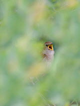 Nightingale (Luscinia megarhynchos) singing, Norfolk, spring