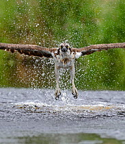 Osprey (Pandion haliatus) fishing, Inverdruie Fish Farm, Speyside, Scotland, July