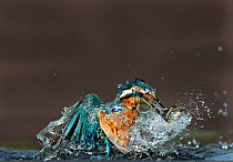 Common Kingfisher (Alcedo atthis) with minnow Worcestershire, UK August