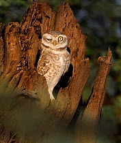Spotted Owlet (Athene brama) with one eye closed, Bharatpur, India