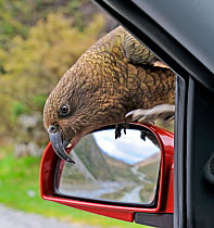 Kea (Nestor notabilis) investigating car, Arthur's Pass South Island, New Zealand