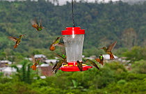 Rufous-tailed Hummingbirds (Amazilia tzacatl) swarming around feeder on balcony, Mindo, Ecuador