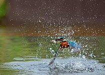 Common Kingfisher (Alcedo atthis) with Minnow Worcestershire, UK, July
