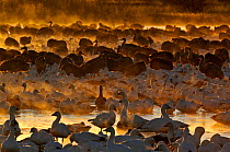 Snow Geese (Chen caerulescens) group, at dawn Bosque del Apache New Mexico, USA, winter